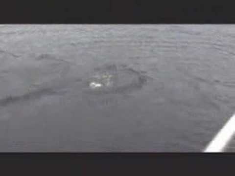 Amazing Loch Ness Monster Video