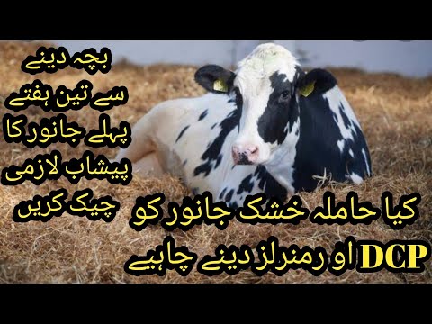 Kia pregnant animal ko mineral aur DCP dena chahye I Minerals in dry cow I Minerals in close up cows