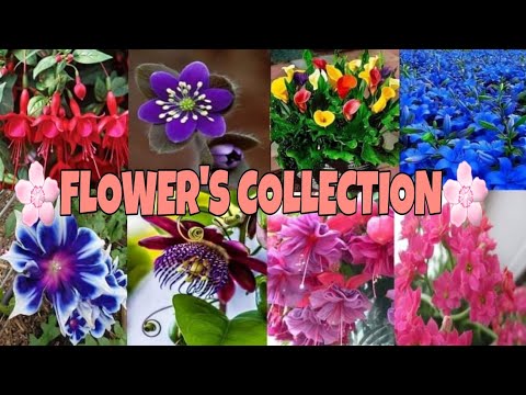 FLOWER'S COLLECTION  | MARICRIS CARAAN OFWVLOG |