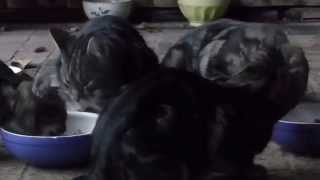 Katze Mimi - Mahlzeit Jürgen’s und Ursula’s Gartenblick