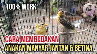 Download lagu Cara mudah membedakan anakan burung manyar jantan dan betina mp3