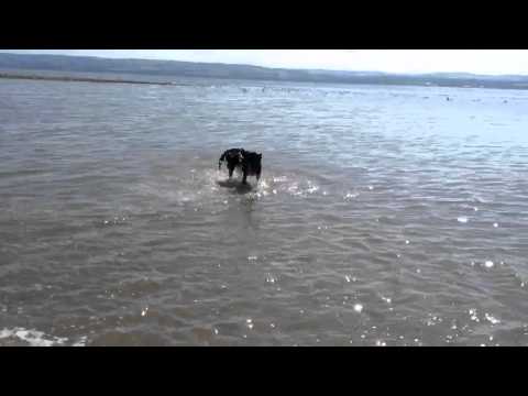 Tehya splashing about at the beach