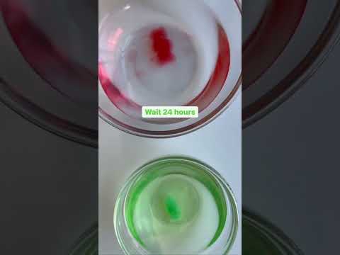 Gummy Bear Osmosis Science Experiment