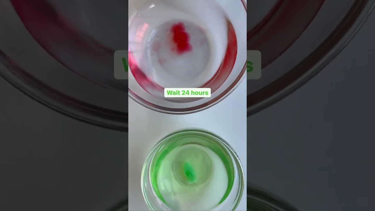 Gummy Bear Osmosis Science Experiment