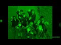 GO Exercise With The Teletubbies Goodbye Scene 2 All In Green
