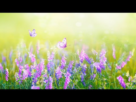 Beautiful Instrumental Hymns with the Harp and Other Instruments