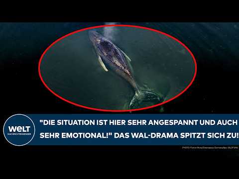 Video Thumbnail: OSTSSE: "Die Situation ist hier sehr angespannt und auch sehr emotional!" Wal-Drama spitzt sich zu!