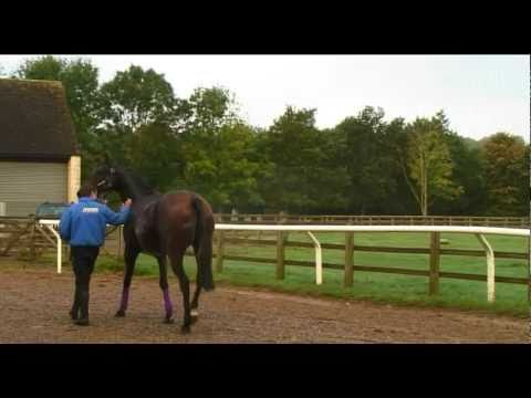 Don't Push It - Grand National Winner