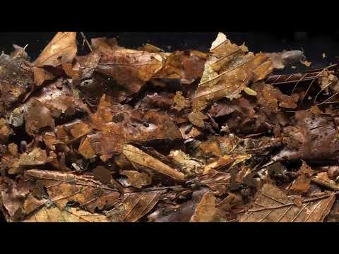 Bioturbation with and without so