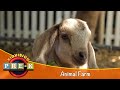 Animal Farm | Virtual Field Trip | KidVision Pre-K