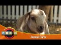 Animal Farm Virtual Field Trip KidVision Pre K