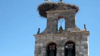 preview picture of video 'Cigüeñas en Sotopalacios, Burgos'