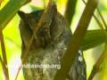 Oriental Scops Owl Birds Kerala
