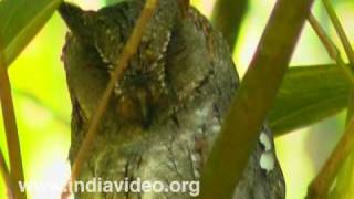 Oriental Scops Owl or Otus sunia