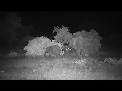 Djuma: Lone Elephant and calf - 00:36 - 01/03/22