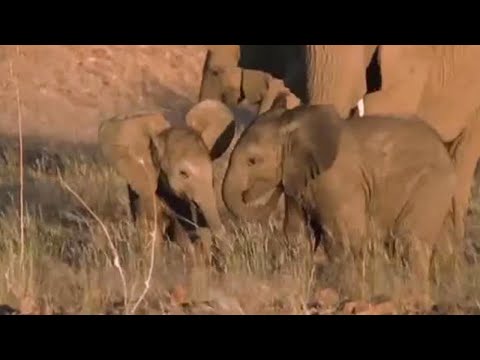 Meet the Elephant Calves of the Namib Desert | BBC Studios