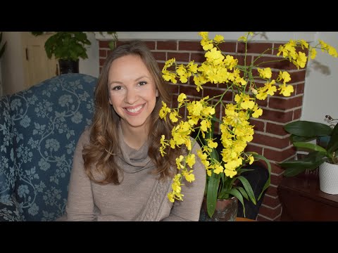 Dancing Lady Orchid Care // Oncidium Alliance Orchid Care //Northlawn Flower Farm