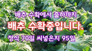 배추 수확 하는 방법 수확시기 출하과정 [배추재배방법]