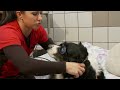 Cold Laser Therapy speeds healing for Dogs and Cats