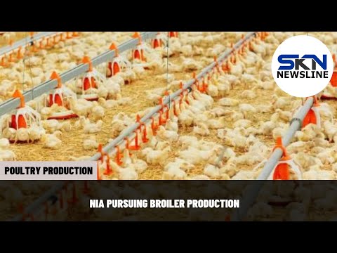 NIA PURSUING BROILER PRODUCTION