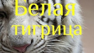 Белая тигрица