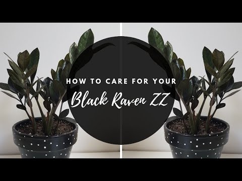 download lagu mp3 mp4 Raven Zz Plant Care, download lagu Raven Zz Plant Care gratis, unduh video klip Raven Zz Plant Care