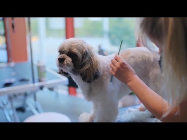 Youtube - Hundesalon V.I.D. Chur