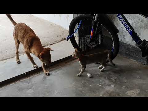 Cats hissing and scaring a stray dog over a tissue ball