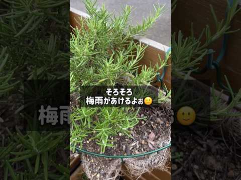 バルコニーで芳香植物を栽培する新鮮なセージの木製プランター