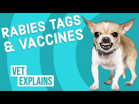 YouTube video about: Does my dog have to wear a rabies tag?