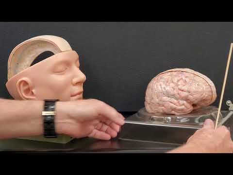 Professor Long 2401 Lab Ventricles and Meninges