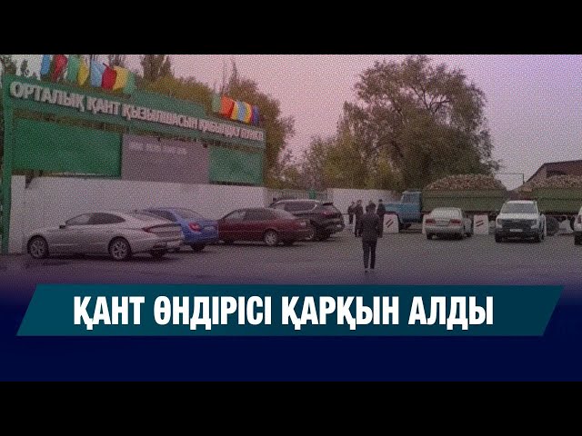 Жетісуда қант зауыттары тәтті түбірді қабылдауға кірісті