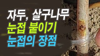 살구, 자두나무 눈접 붙이기. 눈접의 장점