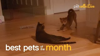 Best Pets of the Month (September 2021)