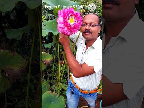 Tall  and Big size Lotus From my home garden #flower #lotus #gardenflower #waterlilly