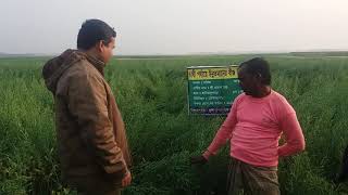 বারি সরিষা-১৪