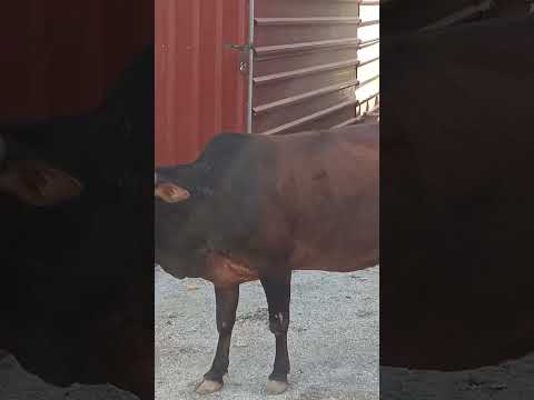 #om namah shivaya #Srigare #song😱my god bless see this om namah shivay