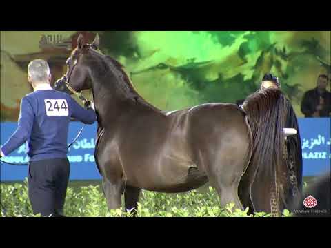 N.244 ARIA AUBREY - 2020 PSAIAHF Al Khalediah Show - Mares 10+ Years Old (Class 9)