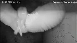 Les jeunes chouettes maîtrisent le vol