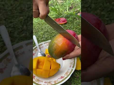 Miyazaki Mango From Indonesia #mangofruit