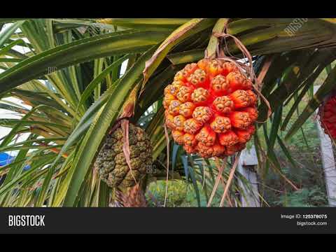 FANGUFANGUMANA-'O-FUSIPALA ('UIHA) 'OTU HA'APAI