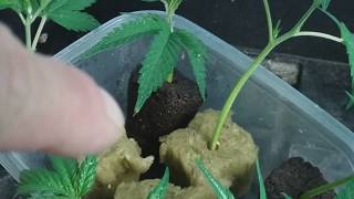 Clones have roots in 1 week!!  This video was recorded on 6-6-19