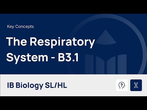 The Respiratory System [IB Biology SL/HL]