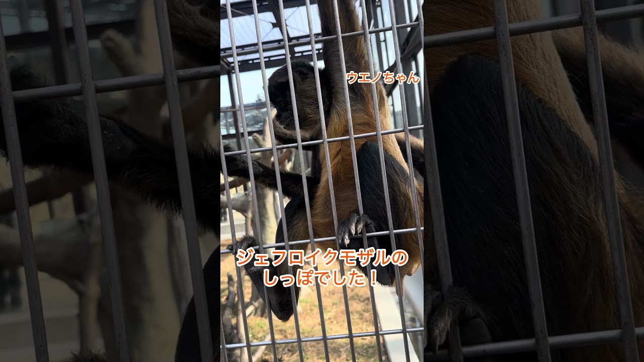 誰のしっぽかな？　#東武動物公園  #癒し #動物 #サル