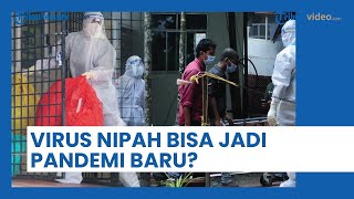 Geger Virus Nipah yang Tewaskan 2 Warga di India, Berpotensi Jadi Pandemi Baru?