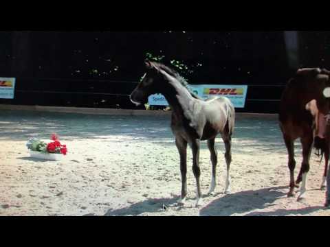 Cornefino SR v. Cornet Obolensky - Casall, stallion born 2018