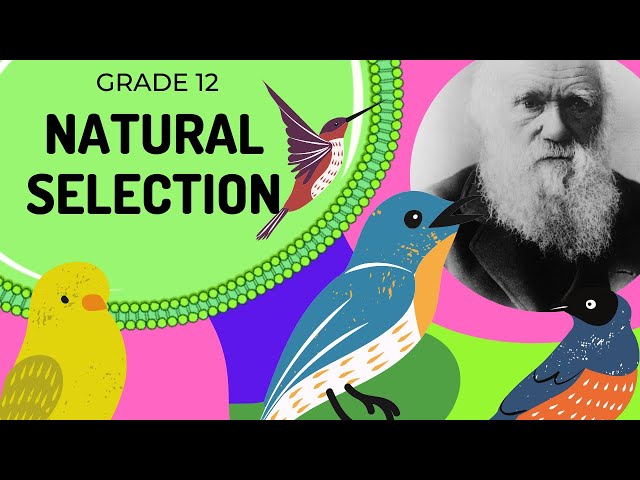 Understanding Natural Selection: The Mechanism of Evolution | Galaxy