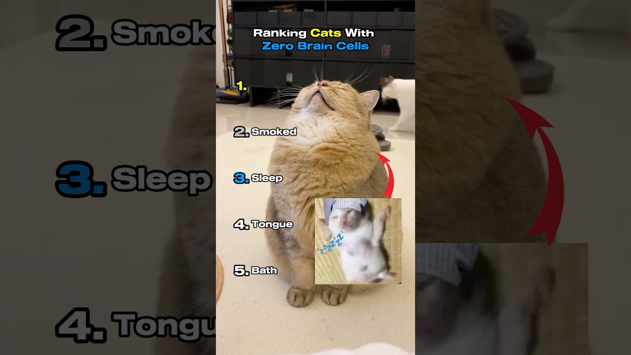 Ranking Cats With Zero Brain Cells 🐱💀#shorts