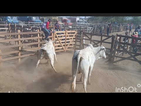 Feira do gado de cachoeirinha Pernambuco "boi bravo" 11/12/2025