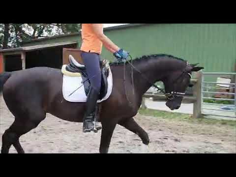 4 jähriger Wallach von Bon Coeur